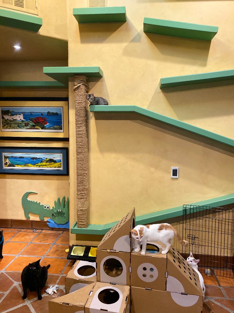 SesameSeed's world grows bigger